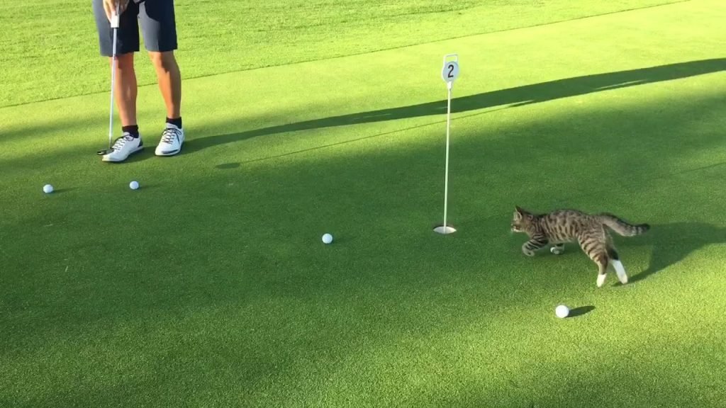 A Cat playing on the Golf Course